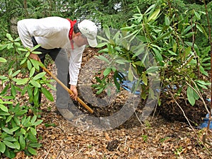 Man transplanting rhododendron