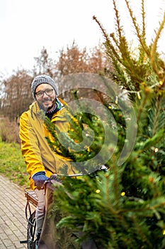 Man transporting Christmas tree on bicycle