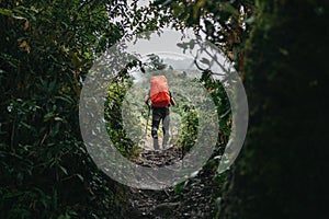 Man traveler with rain cover and trekking poles walks across mountains foggy forest. Solo tourist traveling by mountain track