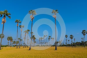 A man is traveling into paddy field and sugar palm trees during summer