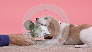 Man treating frisky beagle puppy with counterfeit euro banknotes, joke, slow-mo