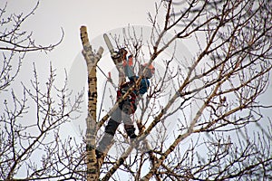 A man on a tree sawing branches
