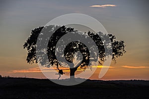 Man and tree silhouette