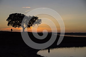 Man and tree silhouette