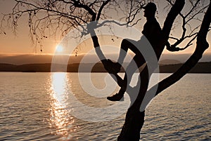 Man on tree. Silhouette of lone man sit on branch of birch tree at sunset at shoreline.