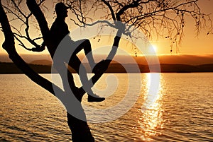 Man on tree. Silhouette of lone man sit on branch of birch tree at sunset at shoreline.