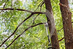Man trimming branches from a tree a chainsaw