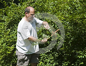 Man trimming bush with shears at suburban house photo