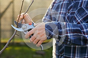 A man trimming a fruit tree outside in the garden