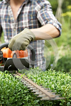 Man trimming hedge