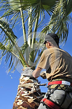 Man Trimming a Palm Tree