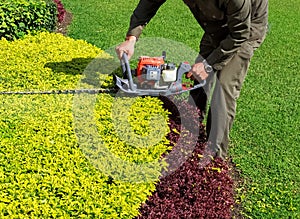 A man trimming shrub with Hedge Trimmer