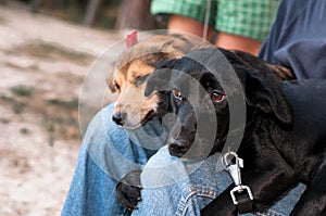 Man with two adorable dogs snuggling up to knees