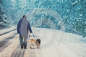 Man with two dogs walking on snowy country road