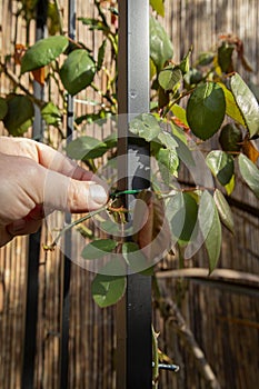 Man tying climbing rose to an arch with plastic coated garden wire