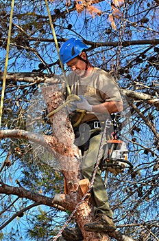 Man Tying a Knot on a Limb in a tree