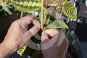 Man tying Maranta Fascinator tricolour prayer plant to a cane