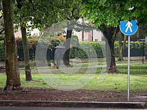 Man with Umbrella Taking his Dog to the Public Park on a Rainy Day