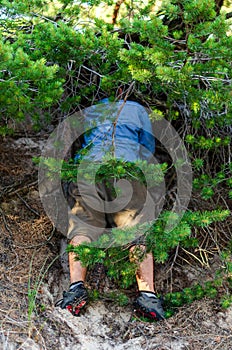 A man under the pine branches and roots is searching for a geocaching cache
