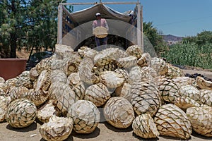 man unloading pineapples from maguey mezcalero photo