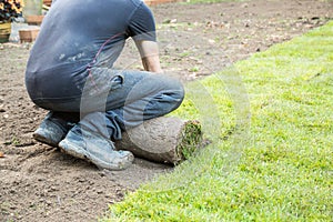 A man unrolling a turf laying a lawn of new grass.