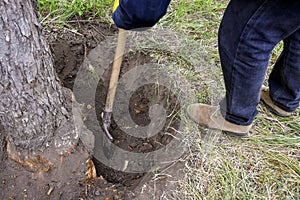 Man uproots old dry fruit tree in the garden. Large pit with chopped off tree roots. Shovel are main tool used in uprooting.