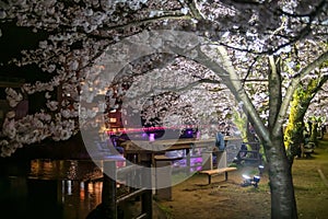 man at Ureshino Onsen Park with sakura and bridge light up, Saga