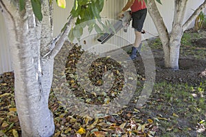 Man using a blower, a vacuum cleaner works in an autumn garden, blowing off leaves fallen from trees