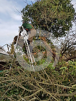 Man using chainsaw on ivy covered tree