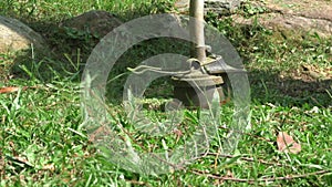 Man using grass trimmer machine to mow lawn. Low angle and close up shot.