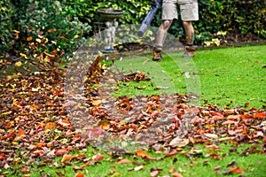 A man using a leaf blower machine to clear autumn leaves from a garden during fall