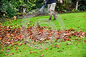 A man using a leaf blower machine to clear autumn leaves from a garden during fall