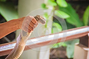 A man using the unique ability to catch a king cobra snake with