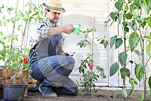 Man in vegetable garden sprays pesticide on leaf of tomato plants, care of plants