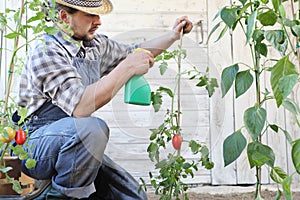 Man in vegetable garden sprays pesticide on leaf of tomato plants, care of plants