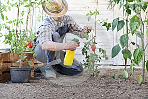 Man in vegetable garden sprays pesticide on leaf of tomato plants, care of plants photo