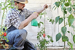 Man in vegetable garden sprays pesticide on leaf of tomato plants, care of plants photo