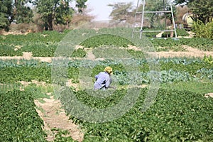 man in a vegetable garden in Timbuktu, northern Mali photo