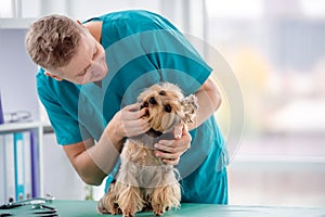 Man vet checking yorkshire terrier teeth