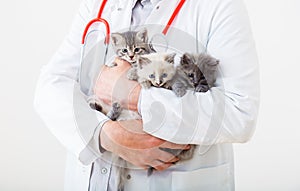 Man vet doctor holding many kittens cats for check health, animal pets check up. 3 Kittens in vet. Doctor hands holding
