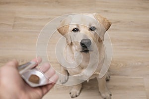 Man vet giving pill to obedient dog. veterinary medicine, pet, animals, health care