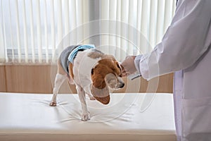 Man veterinarian examining paw a beagle dog breed on vet table