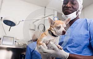 Man veterinarian holding a small dog in a veterinary clinic