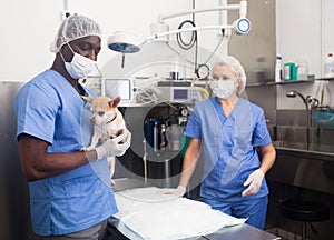 Man veterinarian holding a small dog, working with woman assistant