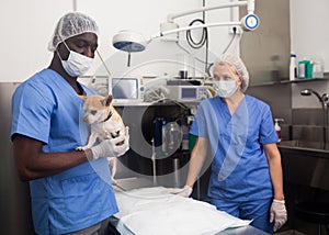 Man veterinarian holding a small dog, working with woman assistant