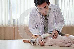 Man veterinarian using stethoscope examining heart a beagle dog breed on vet table