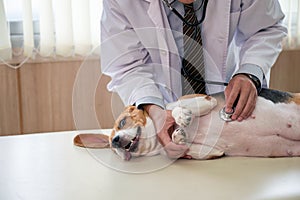 Man veterinarian using stethoscope examining heart a beagle dog breed on vet table