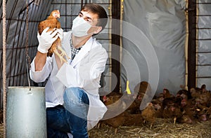 Man veterinarian wearing facial mask examining chicken in hen ho