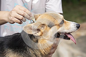 A man veterinary applying tick and flea prevention treatment and medicine to his dog or pet