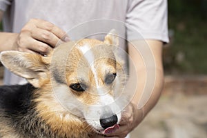 Man veterinary applying tick and flea prevention treatment and medicine to his dog or pet